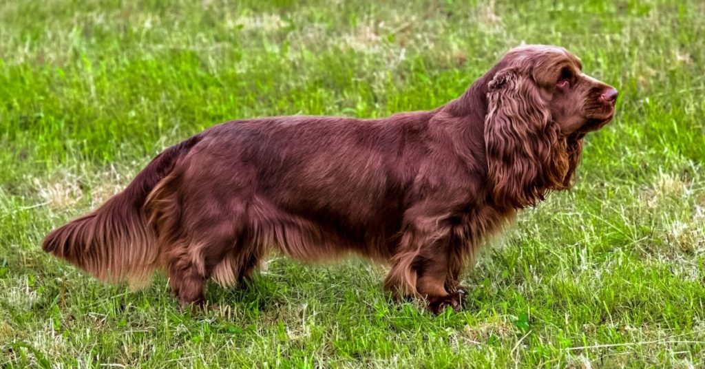 8 Small Hunting Dog Breeds