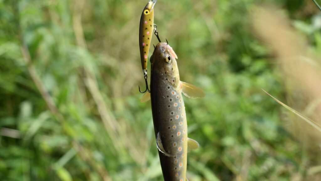 Best Trout Fishing Rigs Setup