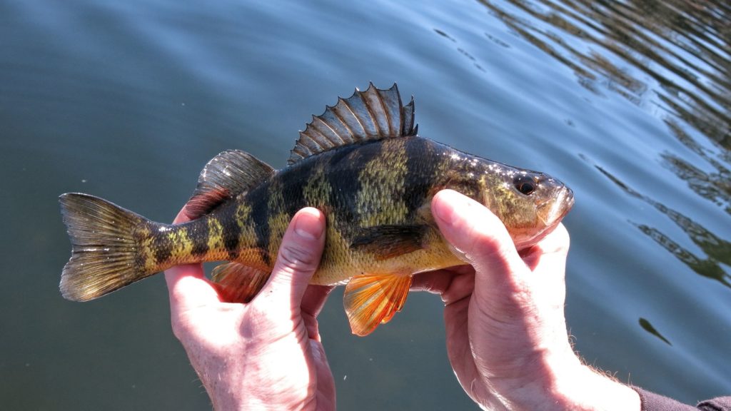 European perch vs yellow perch