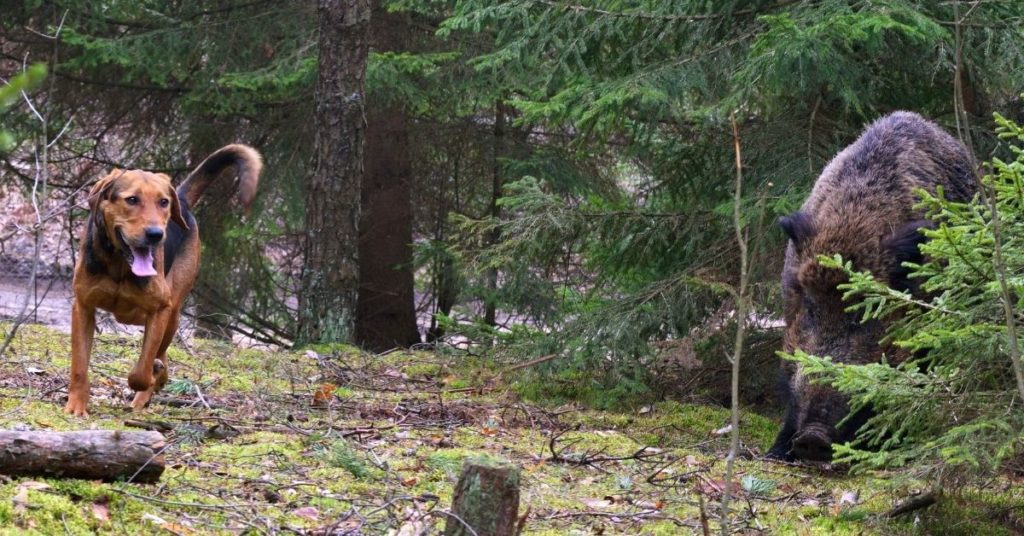 9 Best Hog Hunting dogs