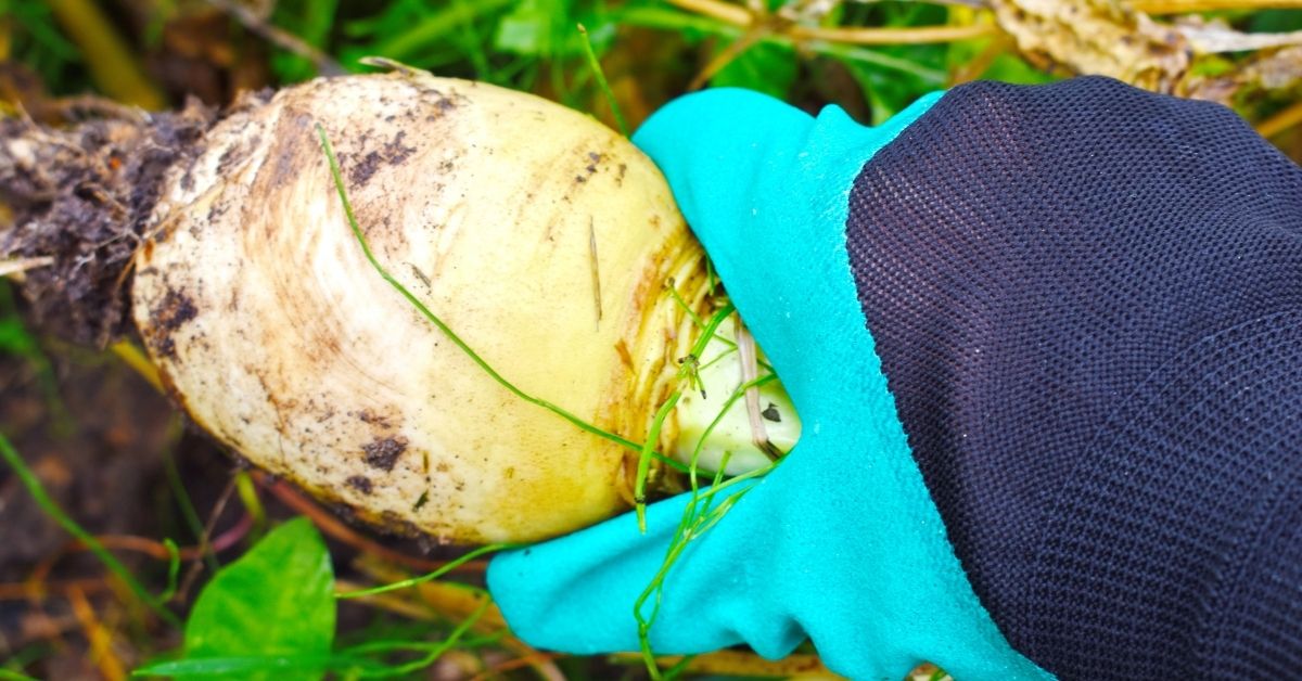 Best Food Plot to Plant in September