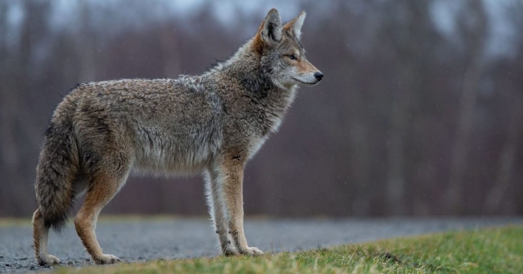 Can You Eat Coyote?