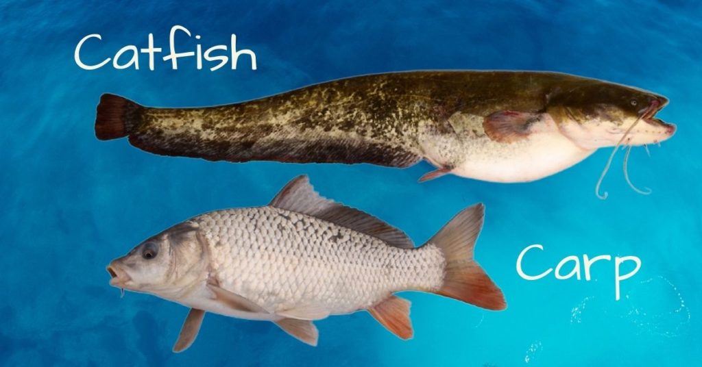 Carp vs Catfish