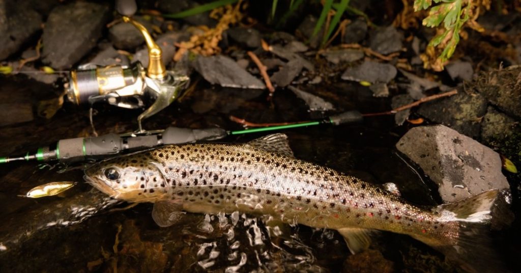 Light vs Ultralight Rod For Trout