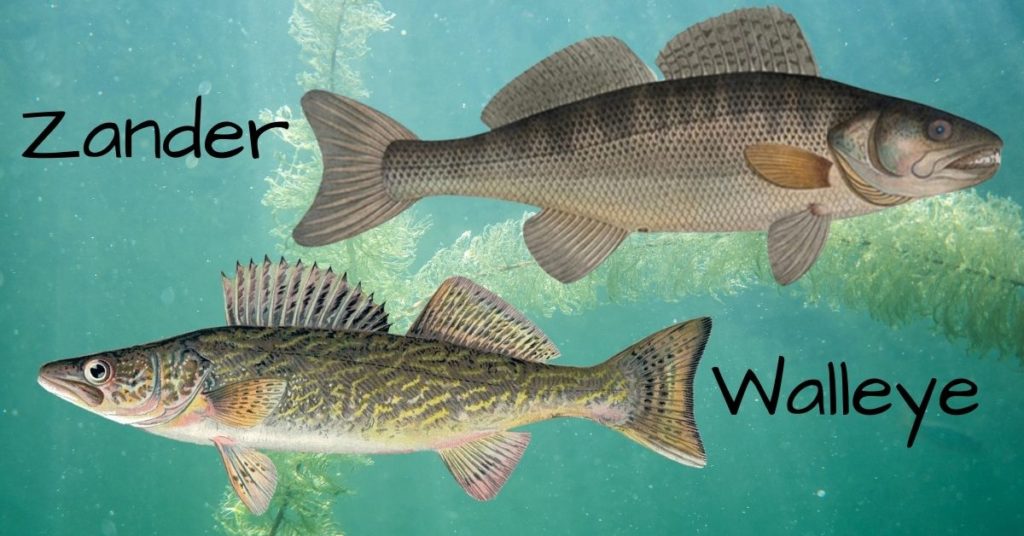 Zander vs Walleye