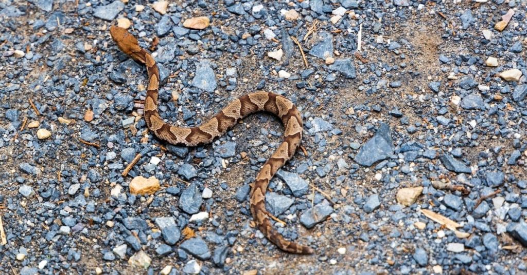 Do Fish Eat Snakes?