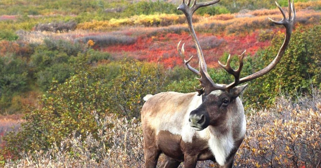 What is a Male Reindeer Called?