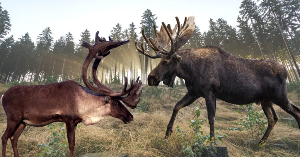 Difference Between Moose and Caribou