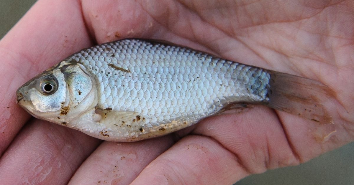 Carp vs Catfish Here are the Differences