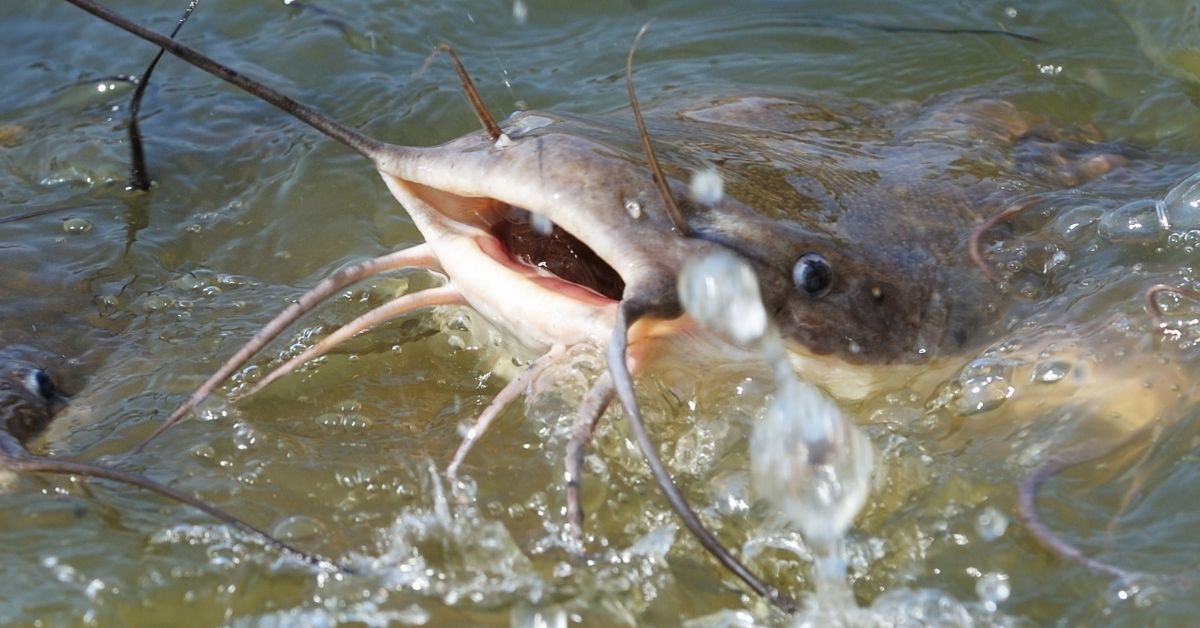 Carp vs Catfish Here are the Differences