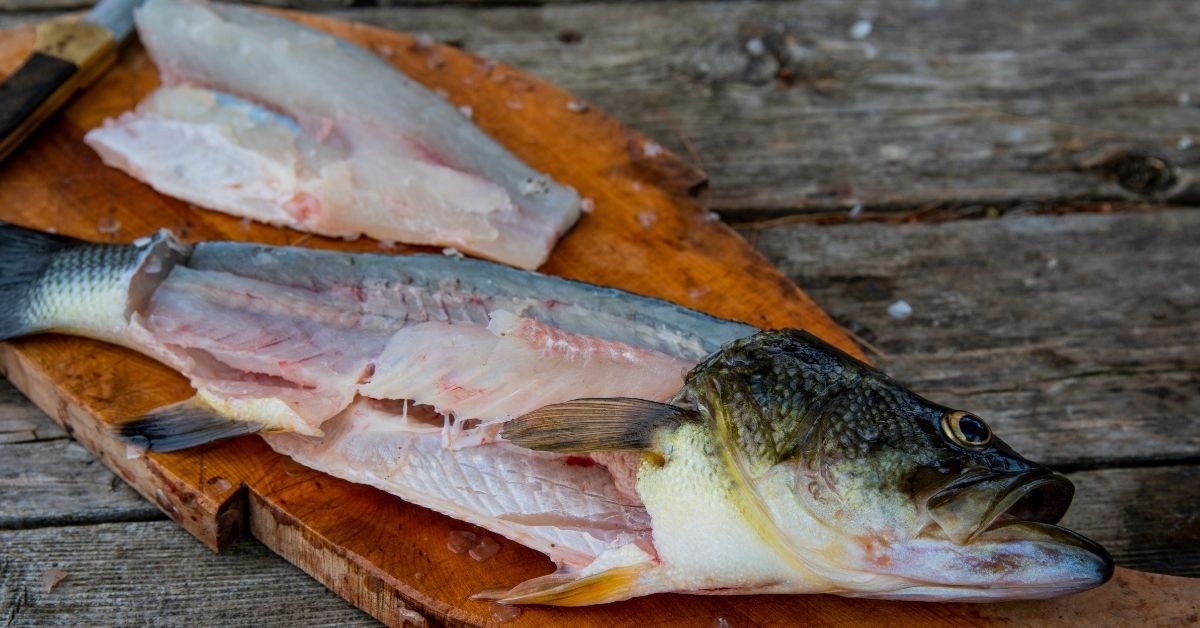 Trout vs Bass Differences Explained