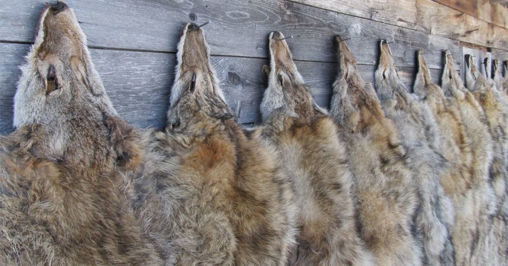What Do Hunters Do With Coyote Kills?