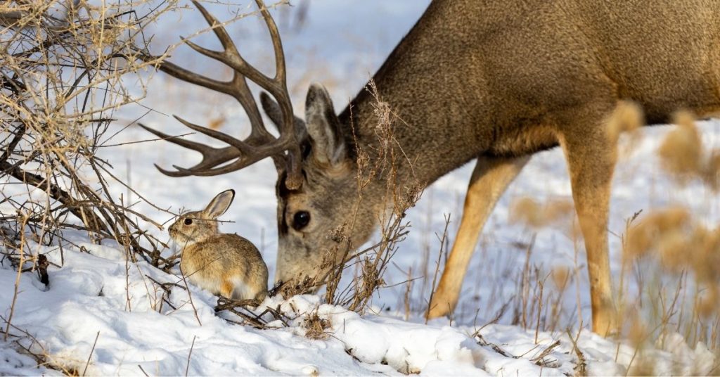 Do Deer Eat Rabbits