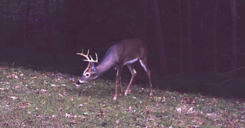 Do Deer Eat Mushrooms?