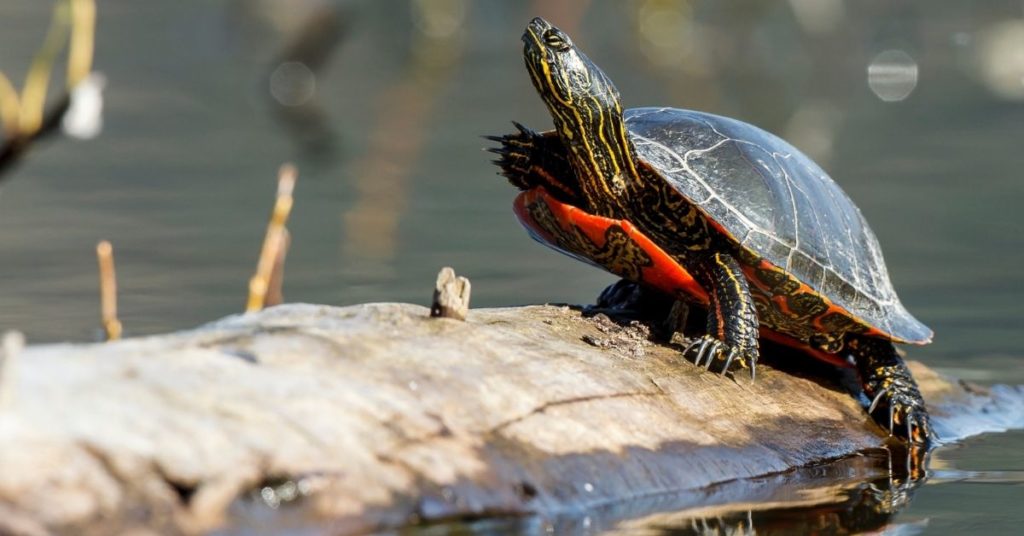 Do Fish Eat Turtles?
