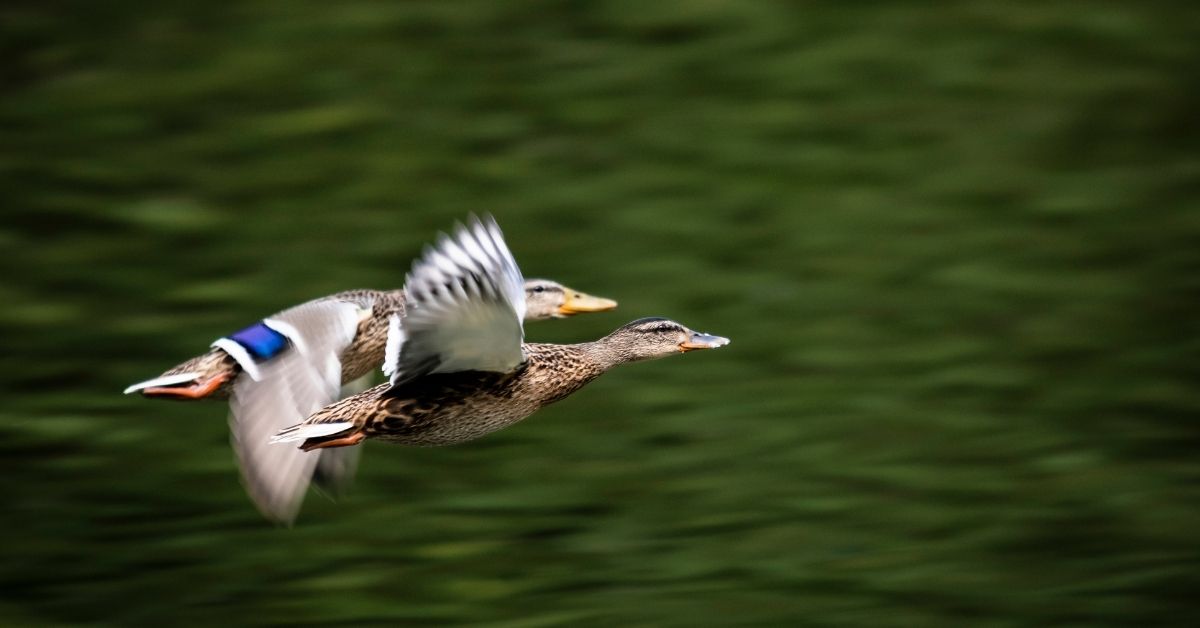 Where to Aim When Shooting Ducks