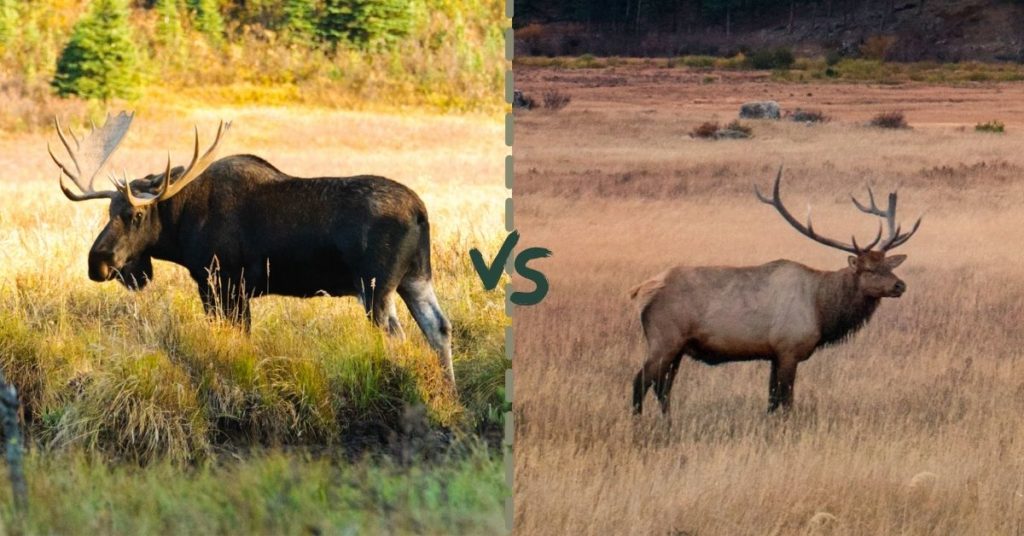 Are Moose and Elk the Same?