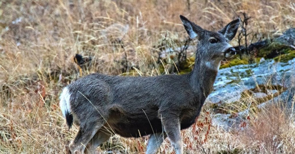 What is a Female Deer Called