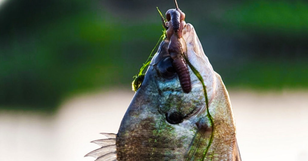 Why Do Fish Like Worms? (Explained)