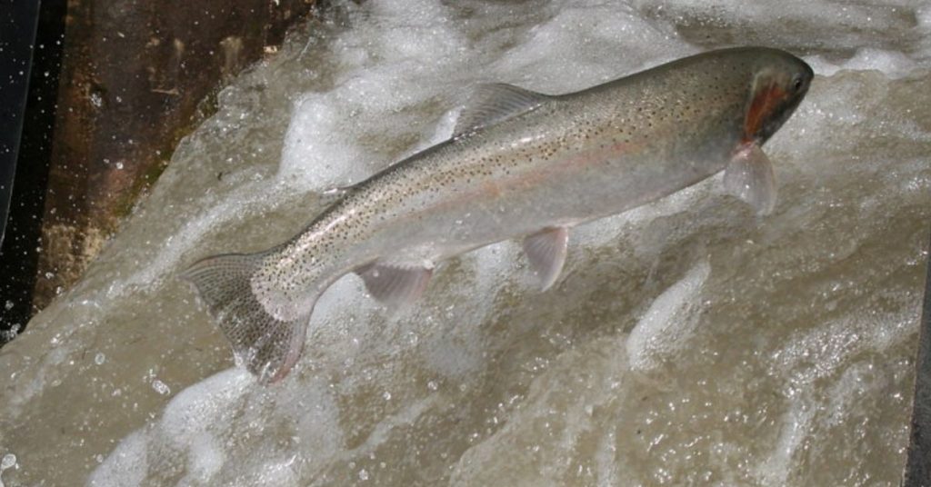 why do trout jump