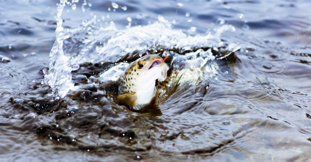 Why do Trout Jump Out of the Water?