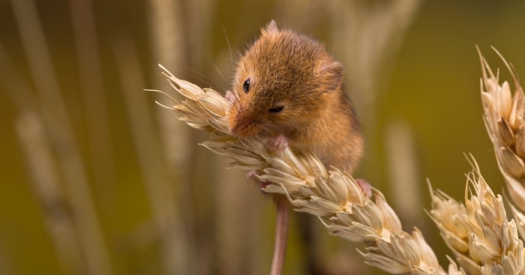 Do Deer Eat Mice