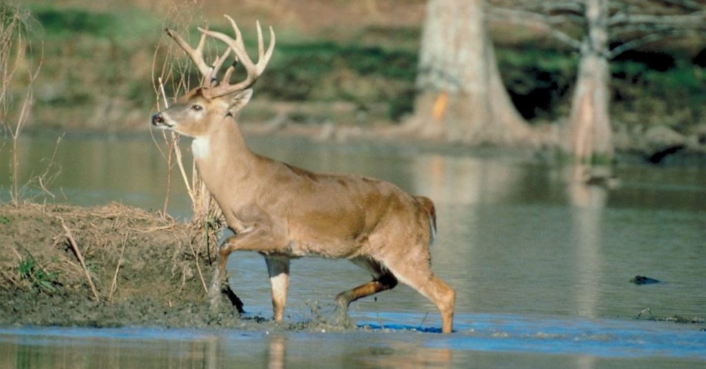 What is a Male Deer Called