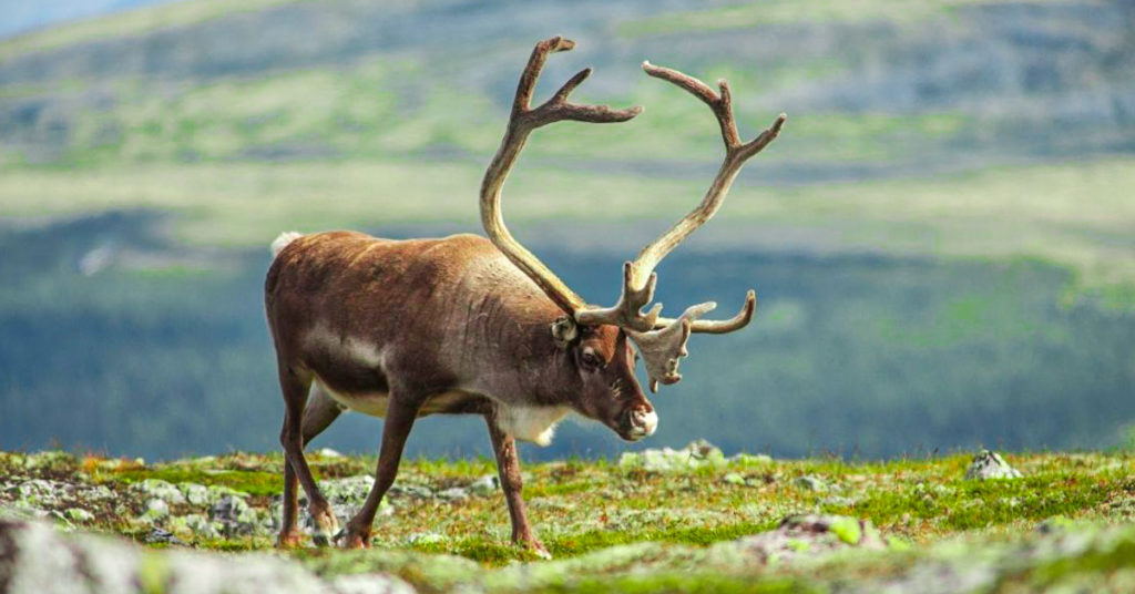 What is a Male Reindeer Called?