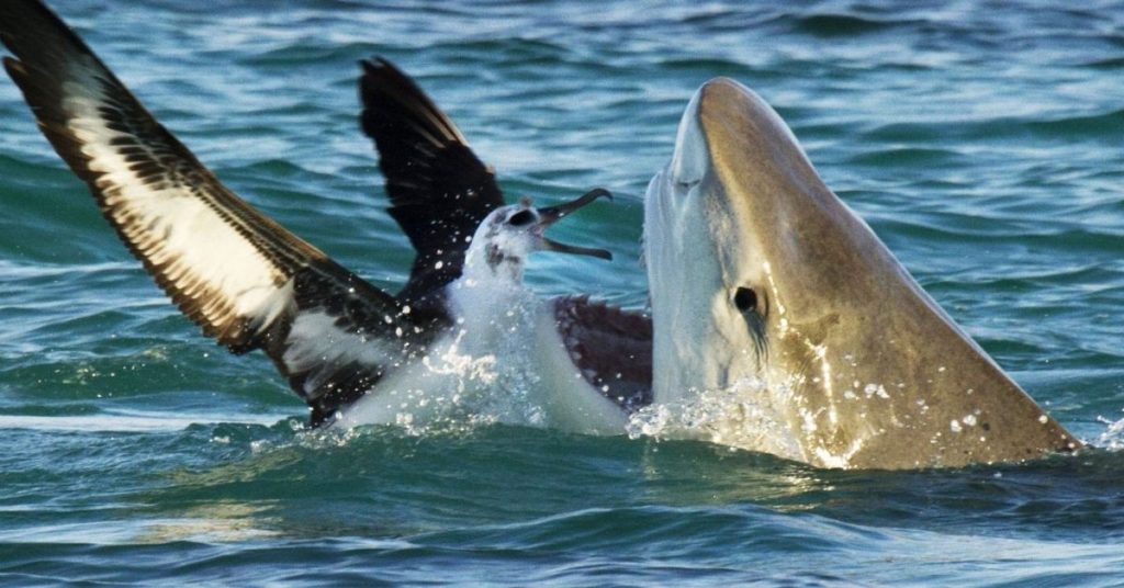 Do fish eat birds