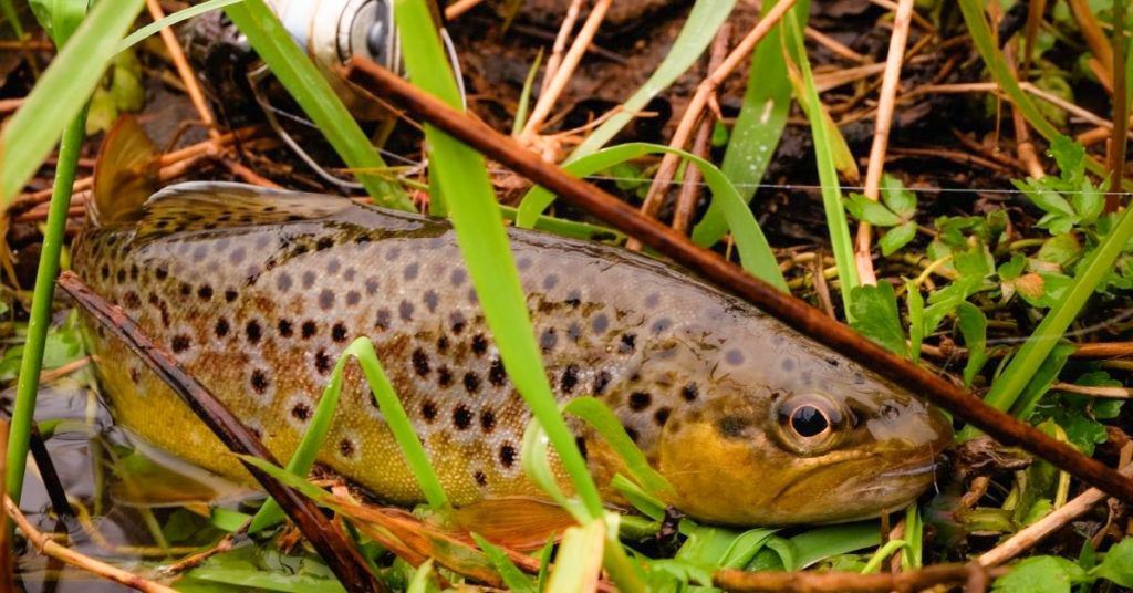 How to Make Dough Balls For Trout Fishing