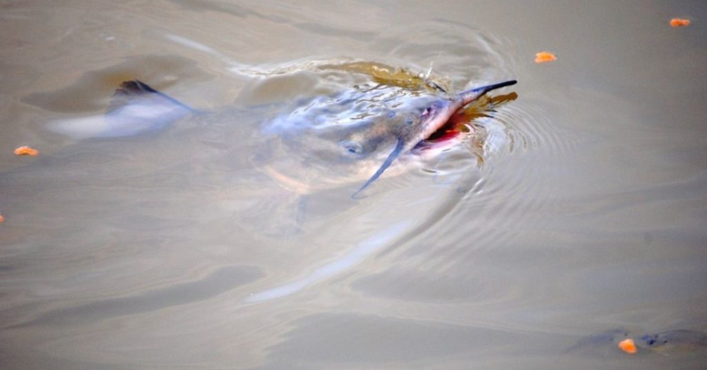 What do Fish Eat in the Wild?