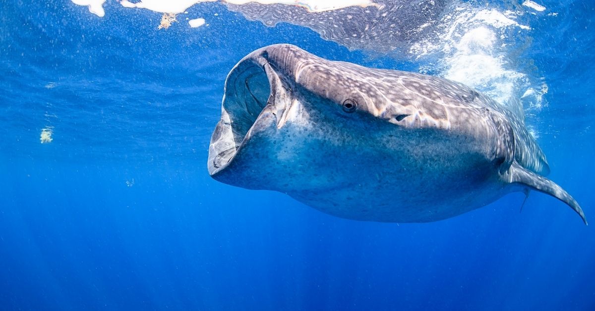 What do Fish Eat in the Wild?