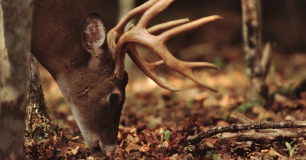 Do Deer Eat Bugs and Insects?