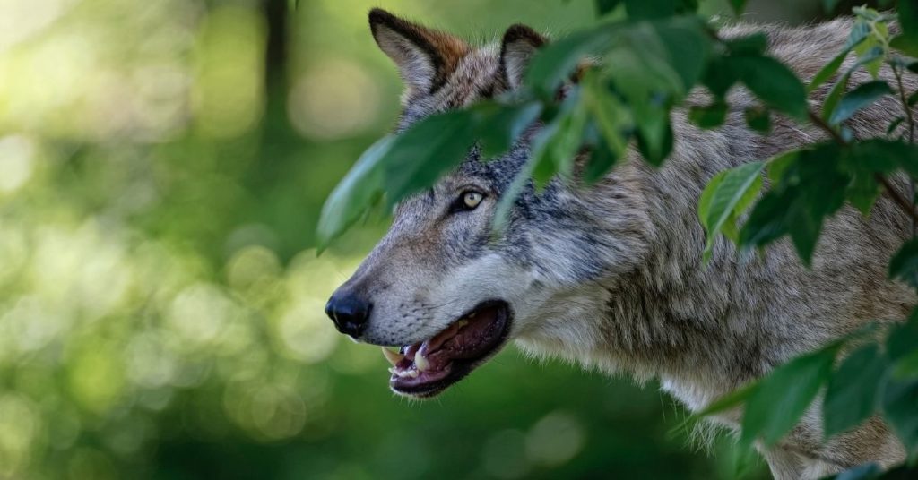 5 Natural Predators of Moose