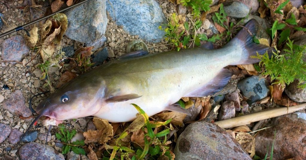 Best Catfish to Eat