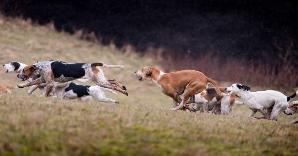 Foxhound vs Coonhound: What's the Difference?