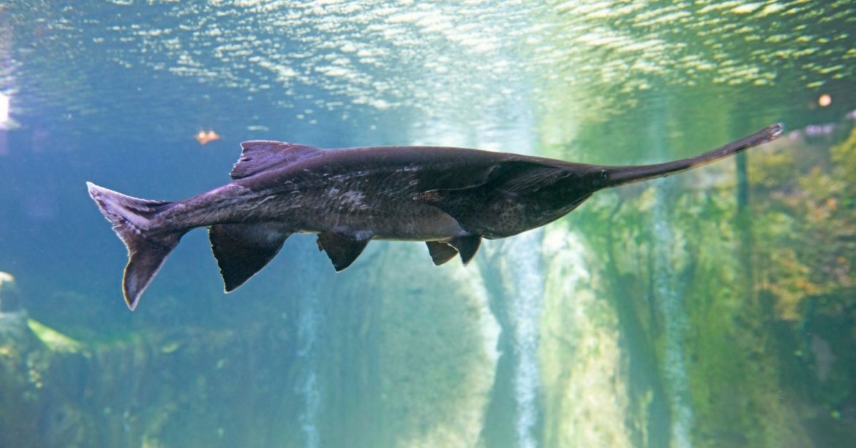 What Do Paddlefish Eat?