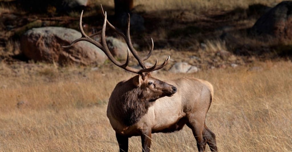 Is The 308 Good For Elk?