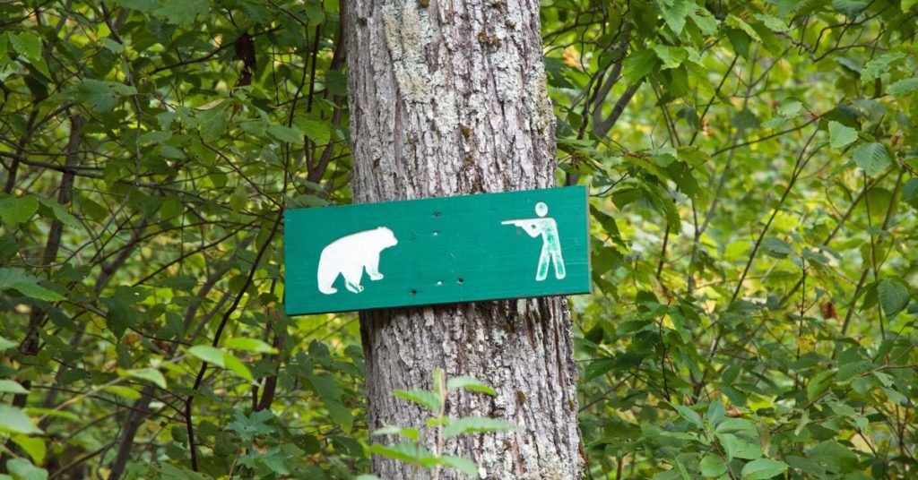 Why Do People Hunt Bears?