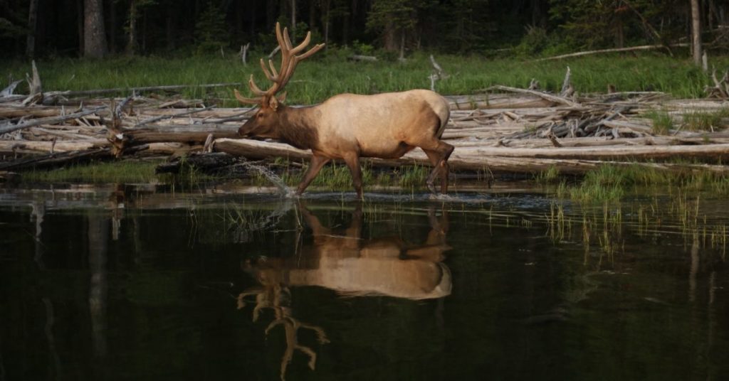Where to Shoot an Elk With an Arrow