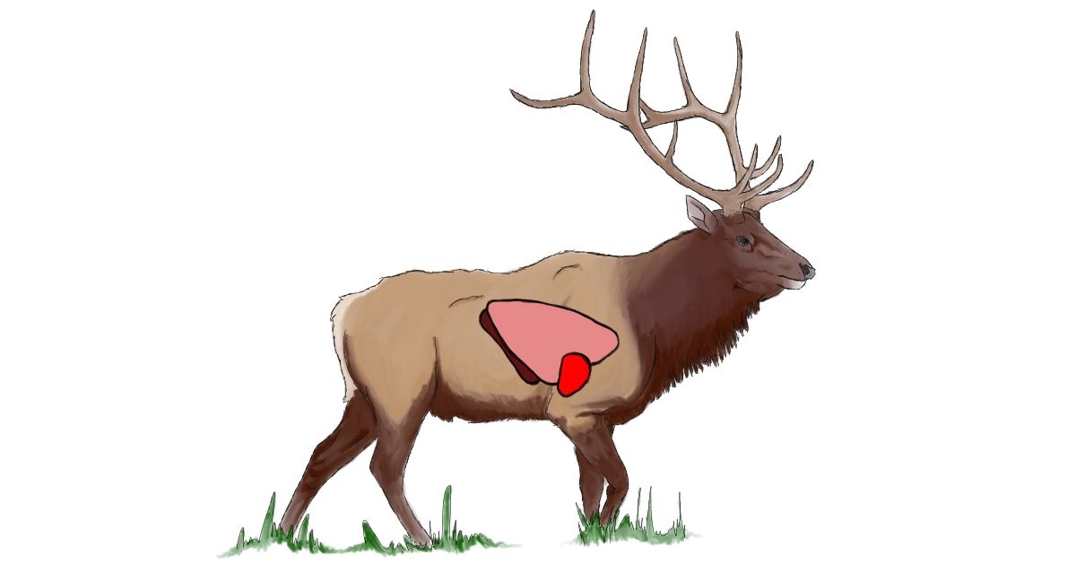 Where to Shoot an Elk With an Arrow (with Diagrams)