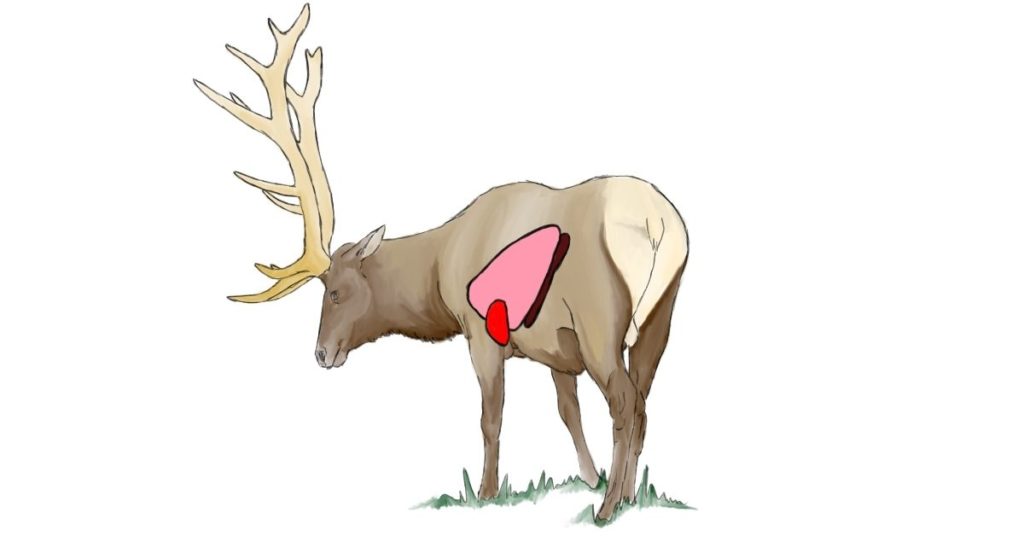 Where to Shoot an Elk With an Arrow