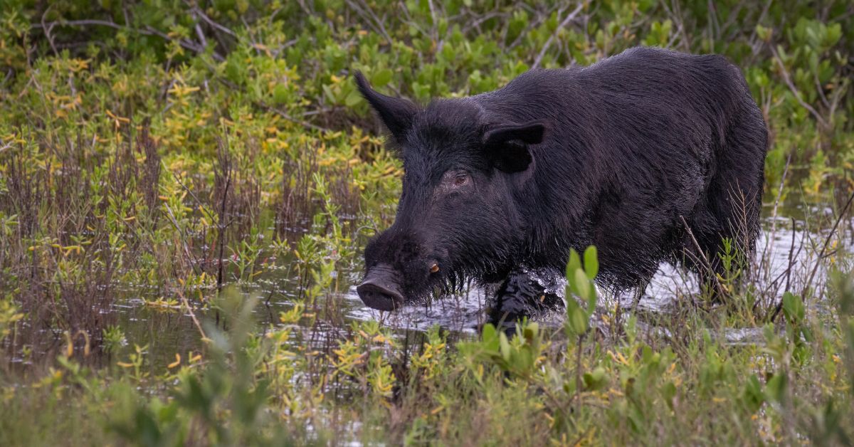 6 Best Broadheads for Hogs 2022