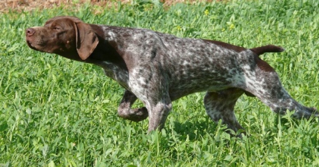 Braque Francais vs German Shorthaired Pointer