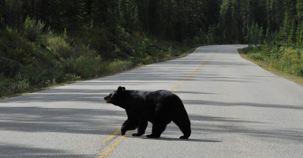 Do Black Bears Stay in the Same Area