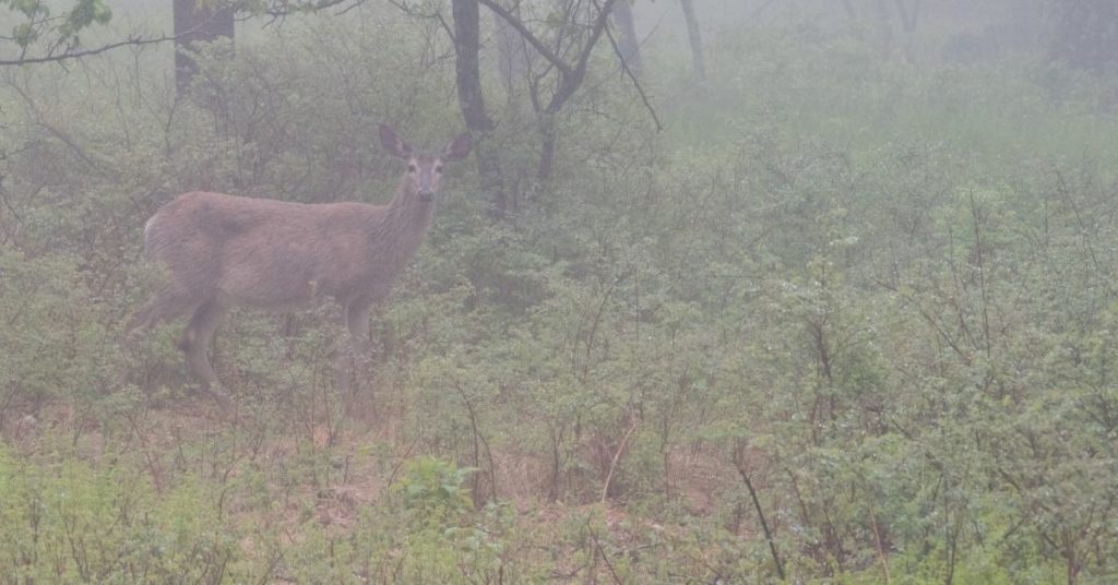Do Deer Move in Fog?