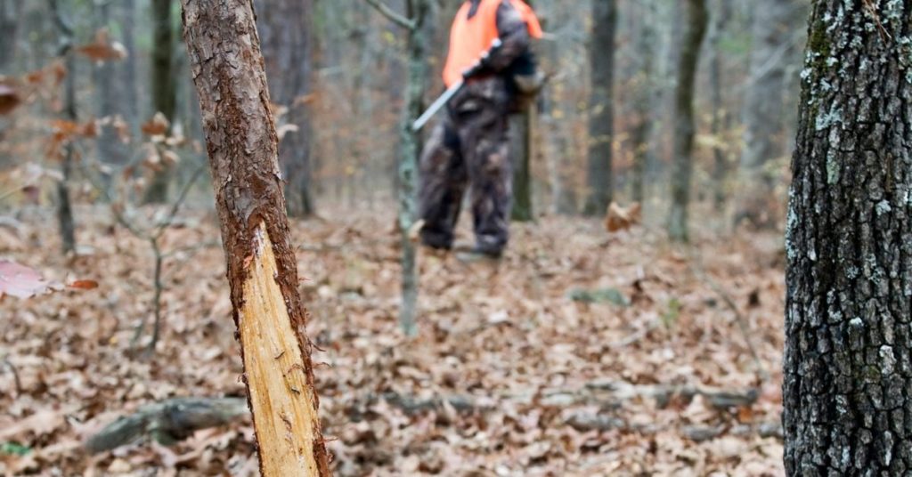 Elk Rubs and Their Value to Hunters