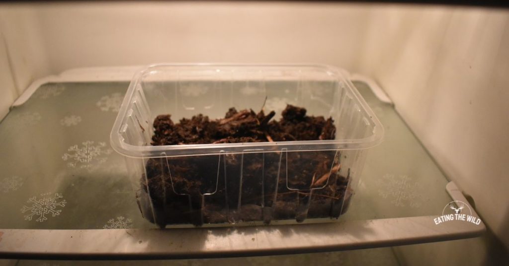 How Long Do Worms Last in the Fridge