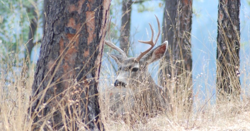 How Much Wind is Too Much For Deer Hunting?
