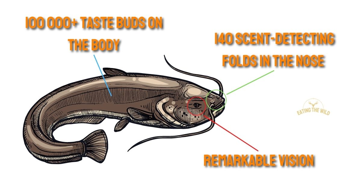 Is Powerbait Good For Catfish?